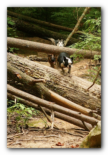 Borden Creek Trail at Bankhead National Forest / Sipsey Wilderness Area near Huntsville, AL