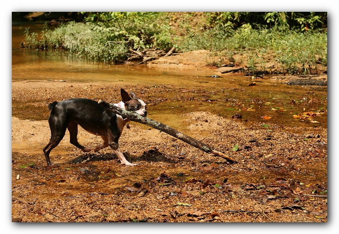 Borden Creek Trail at Bankhead National Forest / Sipsey Wilderness Area near Huntsville, AL