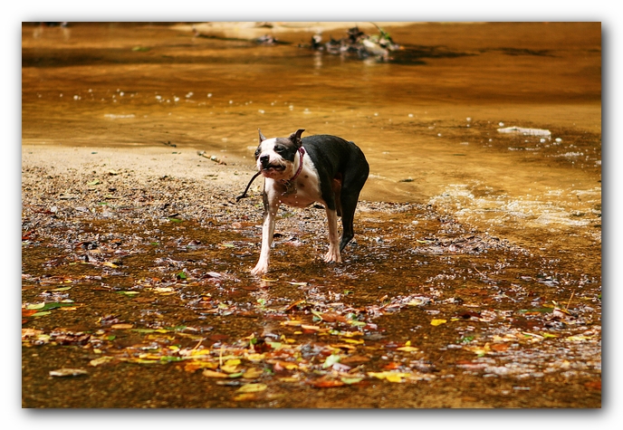 Borden Creek Trail at Bankhead National Forest / Sipsey Wilderness Area near Huntsville, AL
