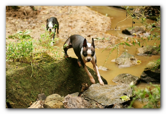 Borden Creek Trail at Bankhead National Forest / Sipsey Wilderness Area near Huntsville, AL