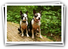 boston terrier dog birthday party