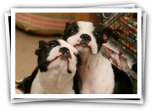 boston terriers