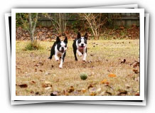 fall boston terrier puppies