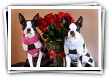 miley and howie boston terrier puppies