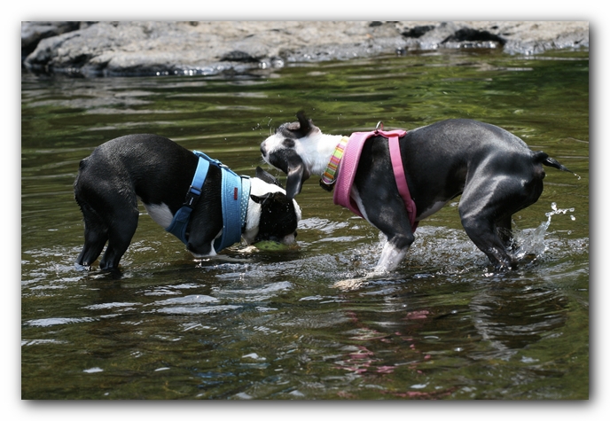 Miley and Howie go to Little River Canyon