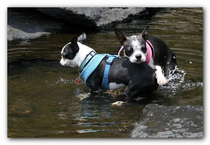 Miley and Howie go to Little River Canyon