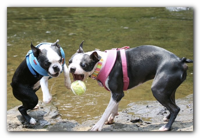 Miley and Howie go to Little River Canyon