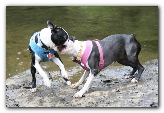 Miley and Howie go to Little River Canyon