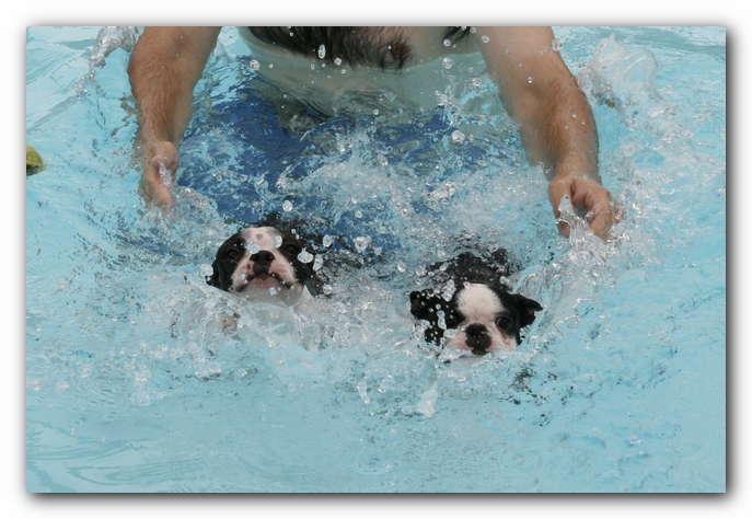 Miley and Howie the Boston Terrier Puppies