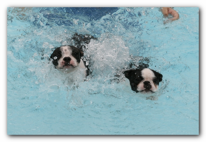 Miley and Howie the Boston Terrier Puppies