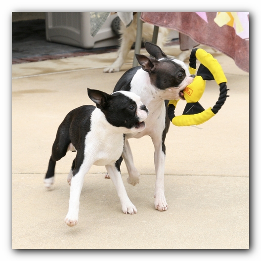 Miley and Howie the Boston Terrier Puppies