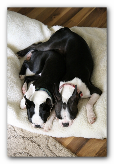 Miley and Howie the Boston Terrier Puppies