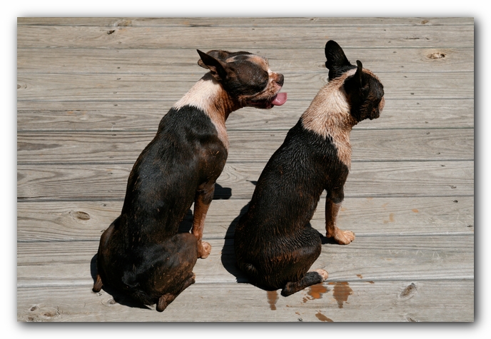 Miley and Howie - Boston Terrier Puppies