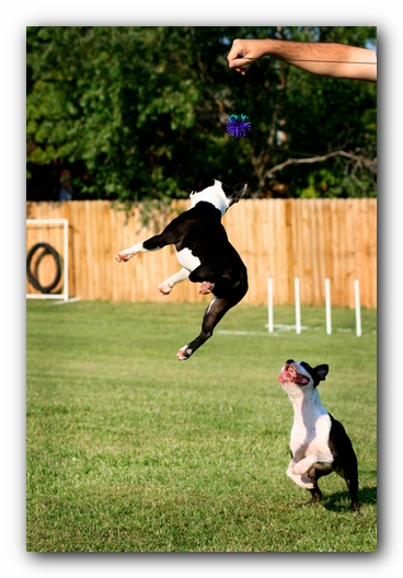 Miley and Howie - Boston Terrier Puppies