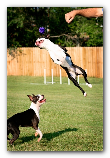 Miley and Howie - Boston Terrier Puppies