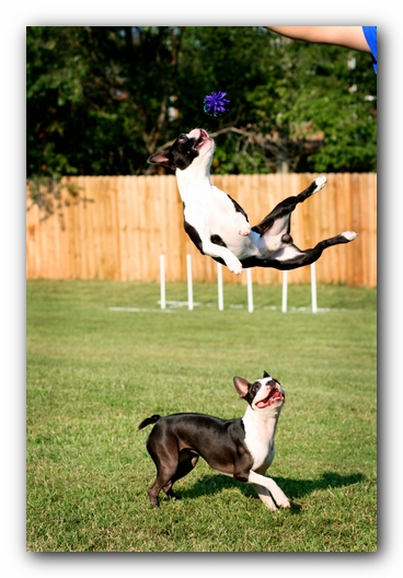 Miley and Howie - Boston Terrier Puppies