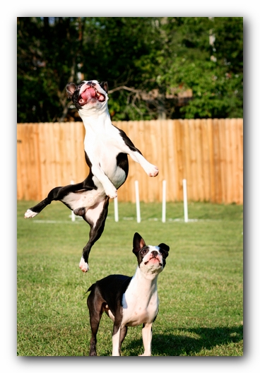 Miley and Howie - Boston Terrier Puppies