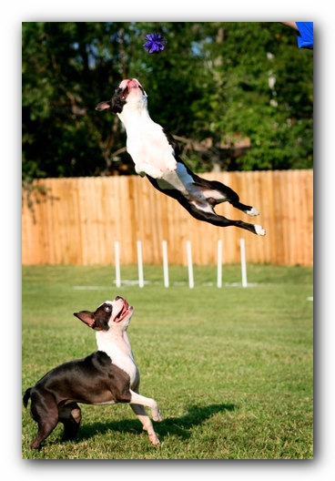 Miley and Howie - Boston Terrier Puppies