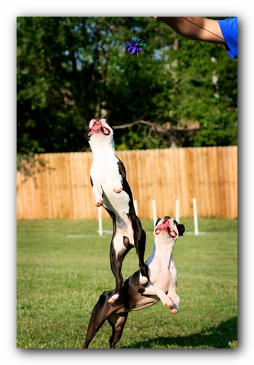 Miley and Howie - Boston Terrier Puppies