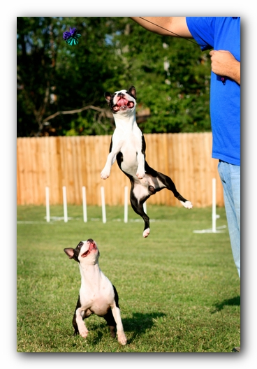 Miley and Howie - Boston Terrier Puppies