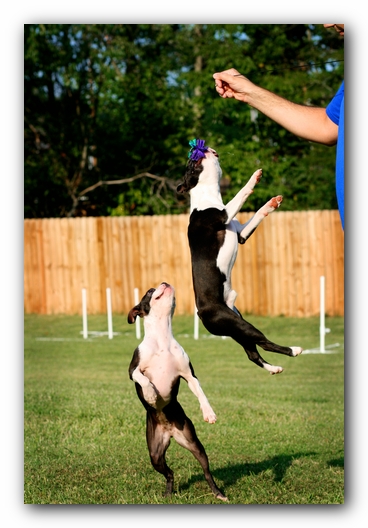 Miley and Howie - Boston Terrier Puppies