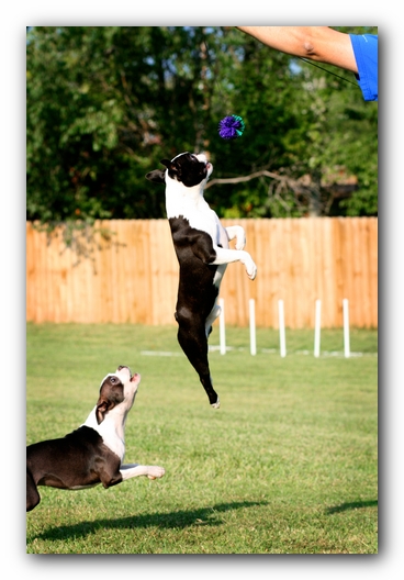Miley and Howie - Boston Terrier Puppies