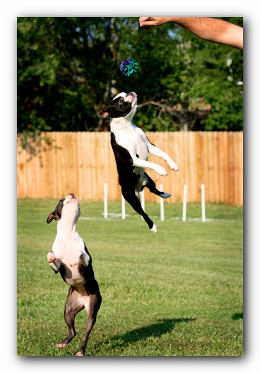 Miley and Howie - Boston Terrier Puppies