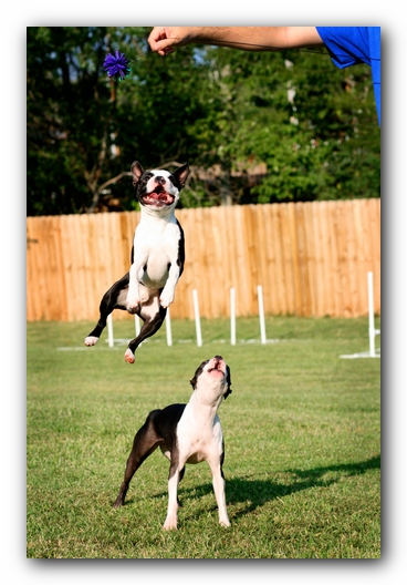 Miley and Howie - Boston Terrier Puppies
