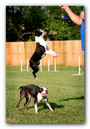 Miley and Howie - Boston Terrier Puppies