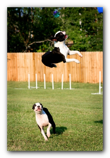 Miley and Howie - Boston Terrier Puppies