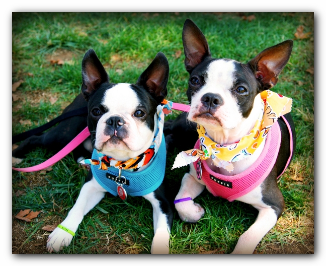 Miley and Howie - Boston Terrier Puppies - at the Nashville Dog Day Festival