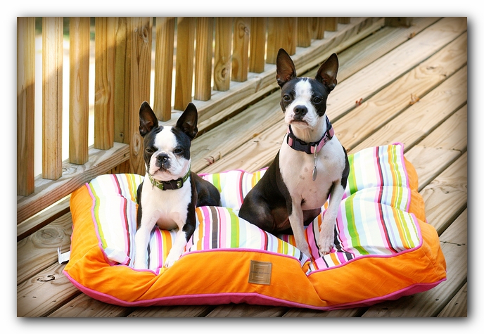Miley and Howie - Boston Terrier Puppies