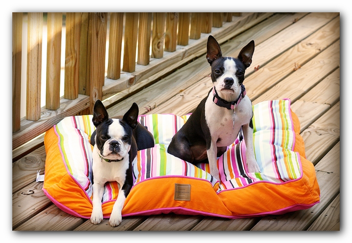 Miley and Howie - Boston Terrier Puppies