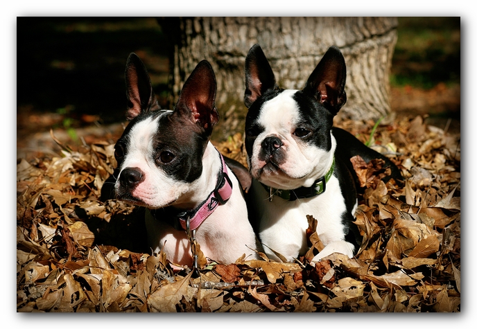 Miley and Howie - Boston Terrier Puppies