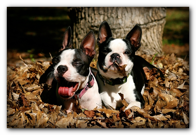 Miley and Howie - Boston Terrier Puppies