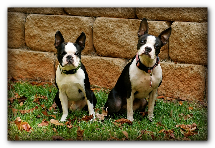 Miley and Howie - Boston Terrier Puppies