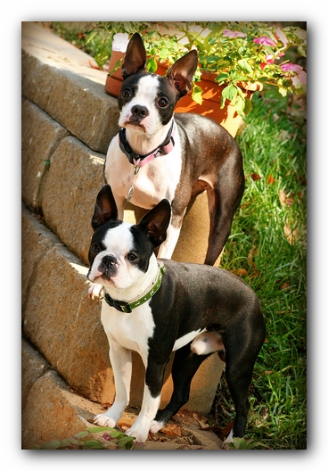 Miley and Howie - Boston Terrier Puppies