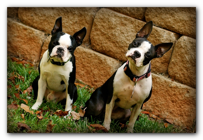 Miley and Howie - Boston Terrier Puppies
