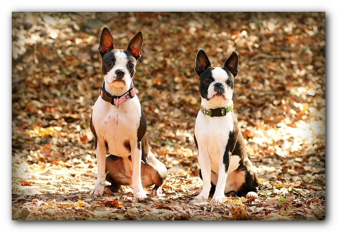 Miley and Howie - Boston Terrier Puppies
