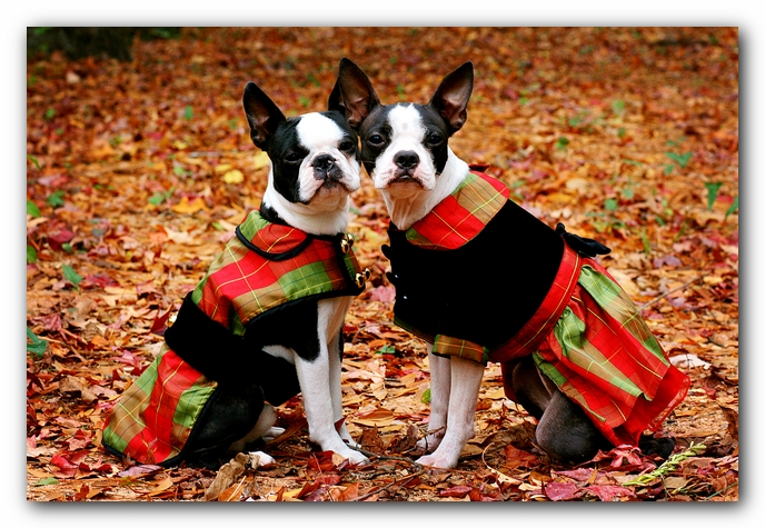 Miley and Howie - Boston Terrier Puppies