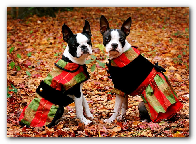 Miley and Howie - Boston Terrier Puppies