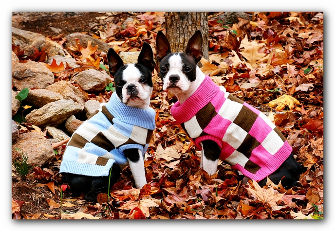 Miley and Howie - Boston Terrier Puppies