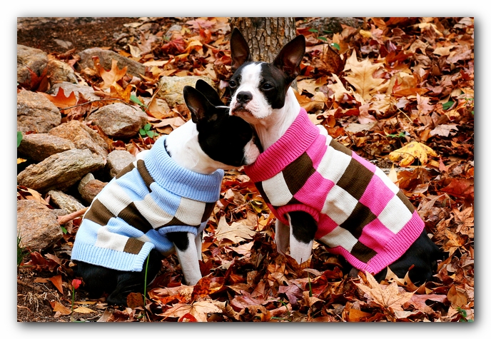 Miley and Howie - Boston Terrier Puppies