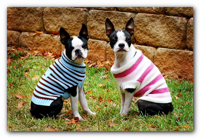 Miley and Howie - Boston Terrier Puppies