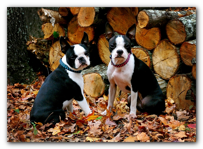 Miley and Howie - Boston Terrier Puppies