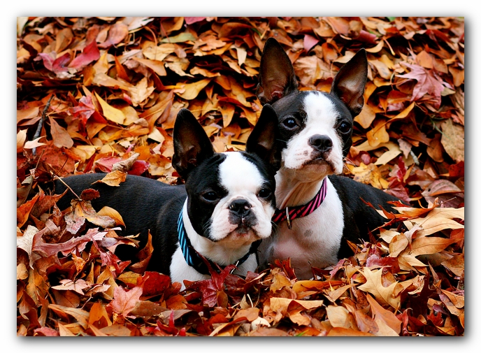 Miley and Howie - Boston Terrier Puppies