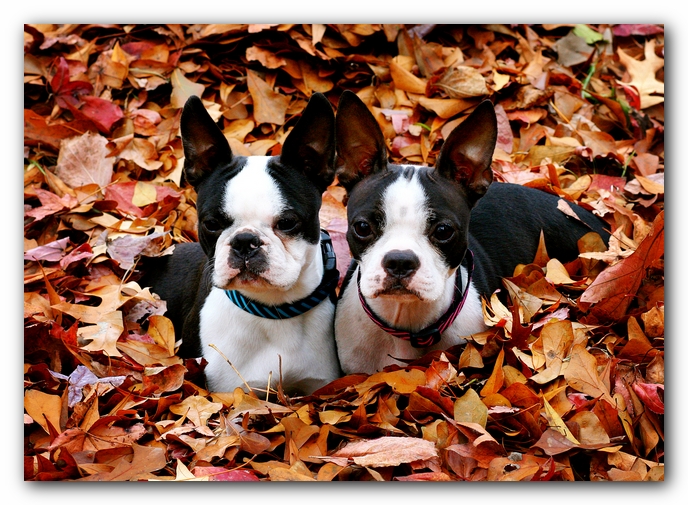 Miley and Howie - Boston Terrier Puppies