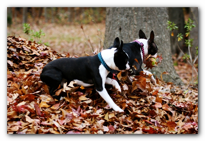 Miley and Howie - Boston Terrier Puppies
