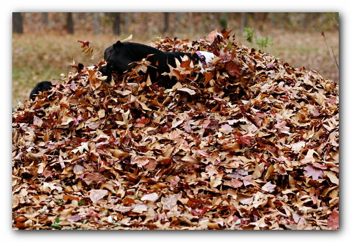Miley and Howie - Boston Terrier Puppies