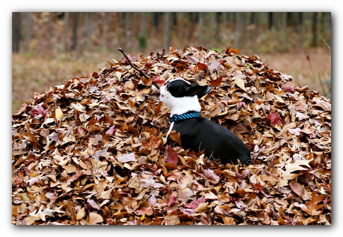 Miley and Howie - Boston Terrier Puppies